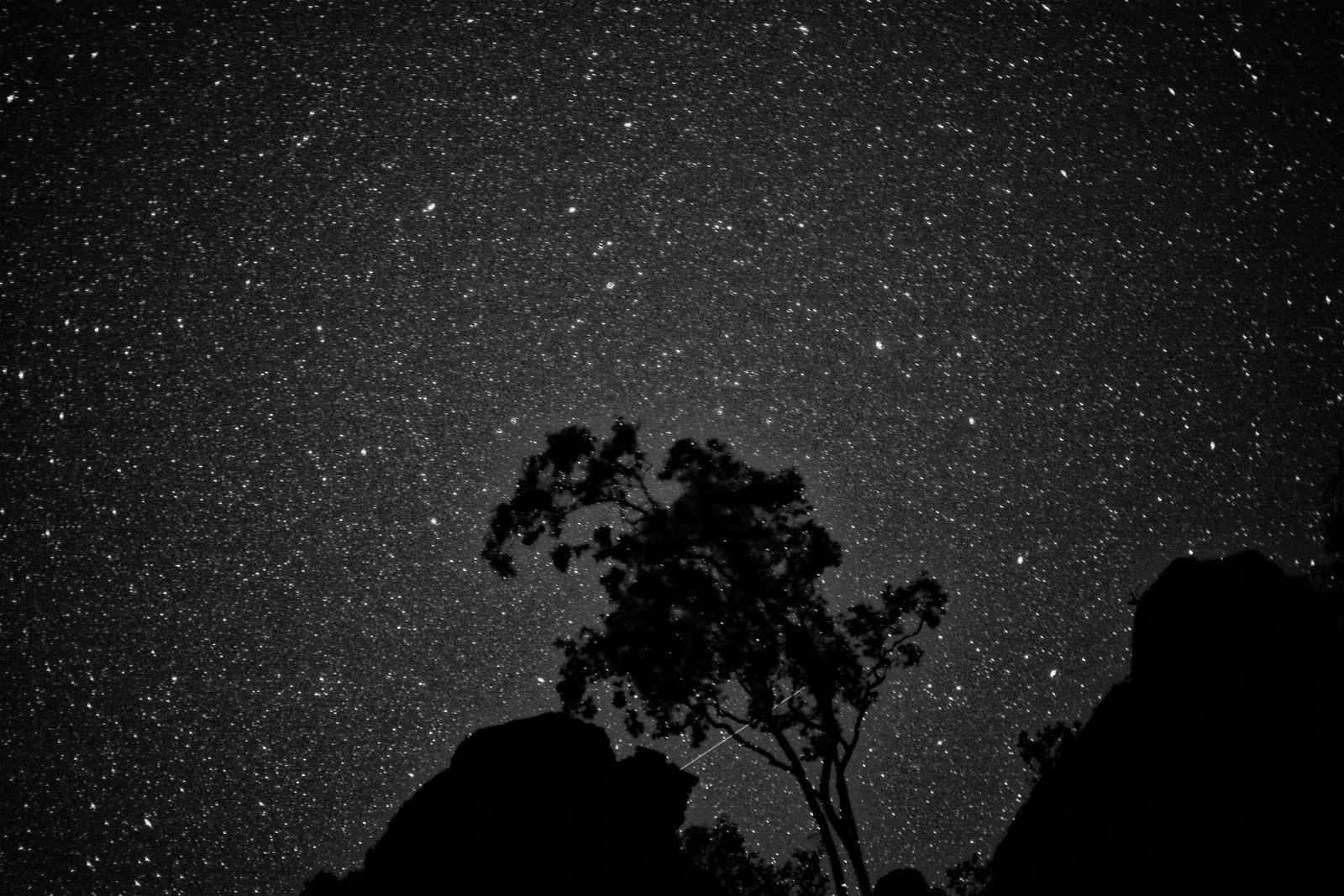 Árvore solitária em silhueta contra um céu denso de estrelas